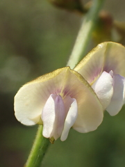 Tephrosia noctiflora