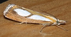 Catoptria conchella