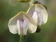 Tephrosia noctiflora