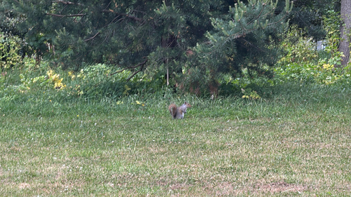 Eastern Gray Squirrel