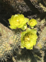 Cylindropuntia ganderi