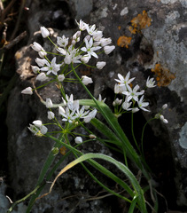 Allium trifoliatum