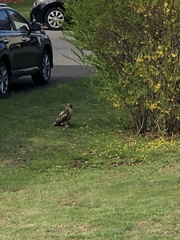 Buteo jamaicensis