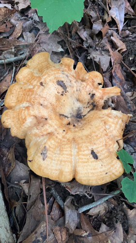 Common Milkcaps