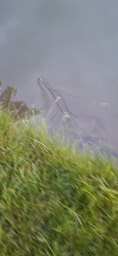 grass snake