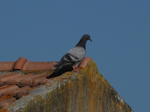 Feral Pigeon