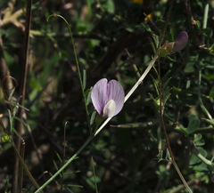 Vicia peregrina