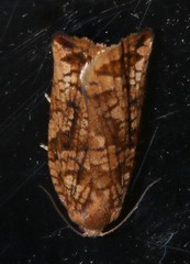 Archips oporana