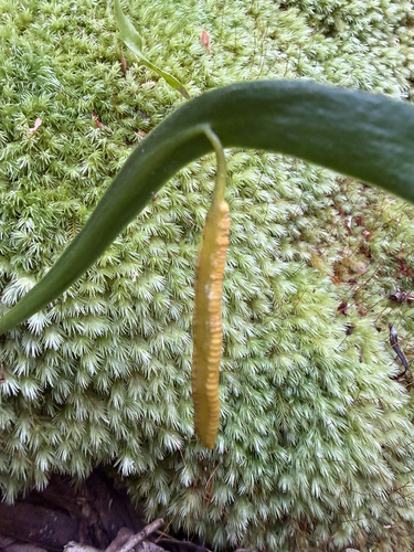 Ophioderma pendulum observed 2026-05-25