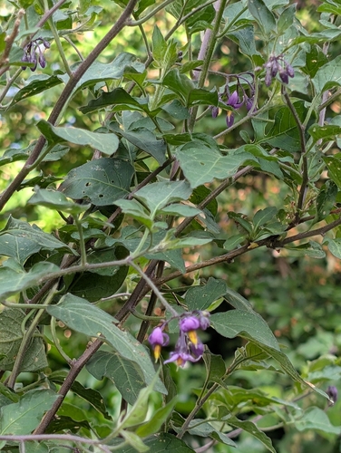 bittersweet nightshade