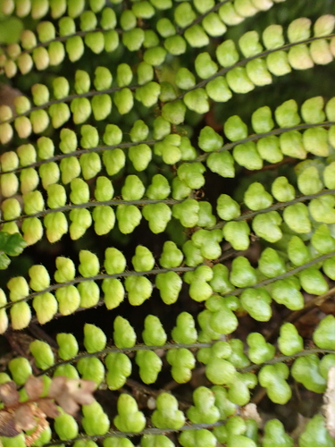Sadleria squarrosa observed 2026-05-28