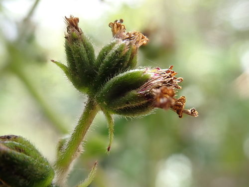 Dubautia laevigata observed 2026-05-28