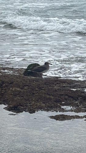 iNaturalist image
