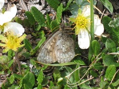 Boloria alberta