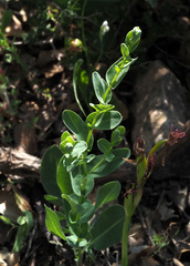 Klasea cerinthifolia