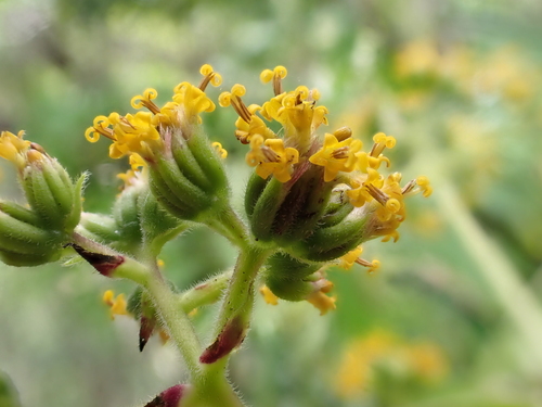 Dubautia laevigata observed 2026-05-28