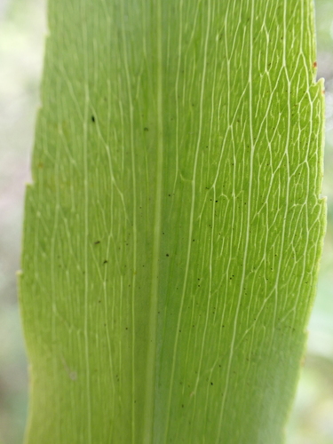 Dubautia laevigata observed 2026-05-28
