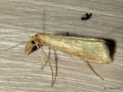 Donacaula
