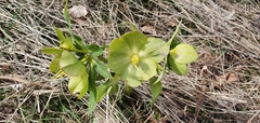 Helleborus odorus