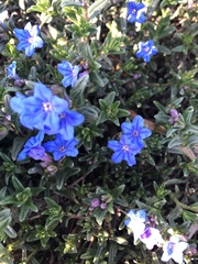 Glandora prostrata