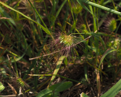 Cynosurus coloratus