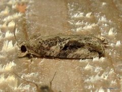 Proteoteras crescentana