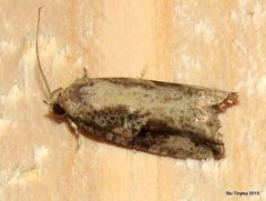 Proteoteras crescentana