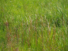 Typha orientalis