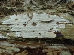 Athelia epiphylla