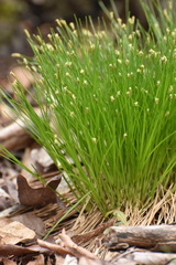 Trichophorum planifolium