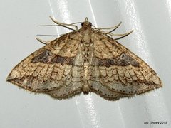 Orthonama evansi