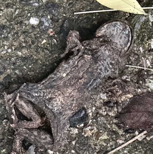 European Toad