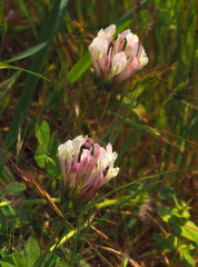 Trifolium clypeatum