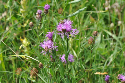 Brown Knapweed
