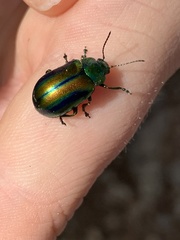 Chrysolina fastuosa