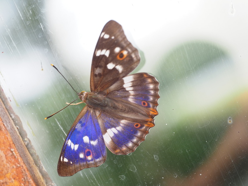 Lesser Purple Emperor