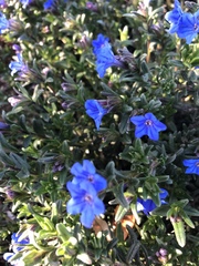 Glandora prostrata