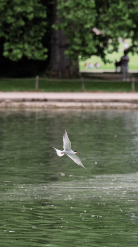 Common Tern