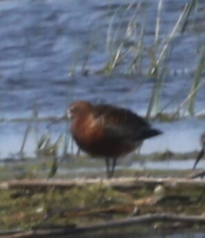 iNaturalist image