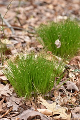 Trichophorum planifolium