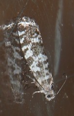 Epinotia tedella