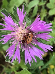 Leptopalpus rostratus
