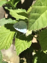 Celastrina argiolus