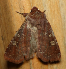 Cerastis tenebrifera