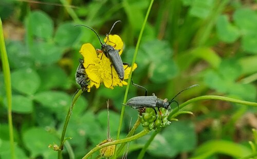 Cortodera flavimana schurmanni