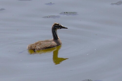 Great Crested Grebe