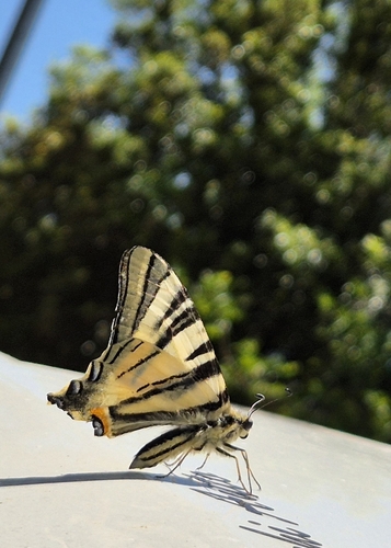 Scarce Swallowtail
