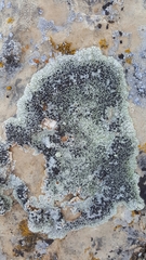 Lecanora argopholis