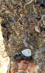Baseodiscus delineatus