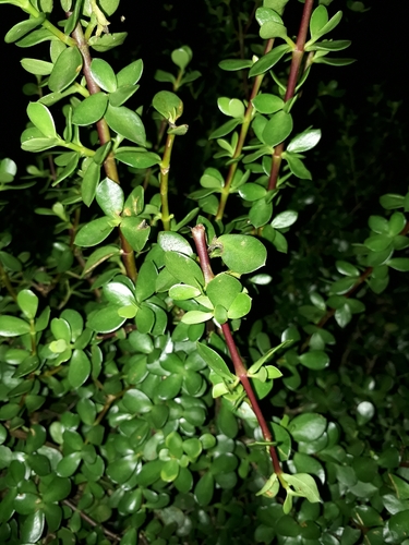 Elephant bush